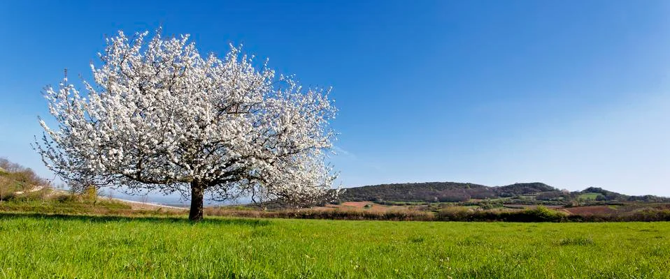 Panoramic spring Stock Photos