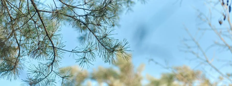 Panoramic spring tree branch background Stock Photos
