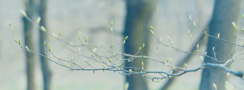 Panoramic spring tree branch background Stock Photos