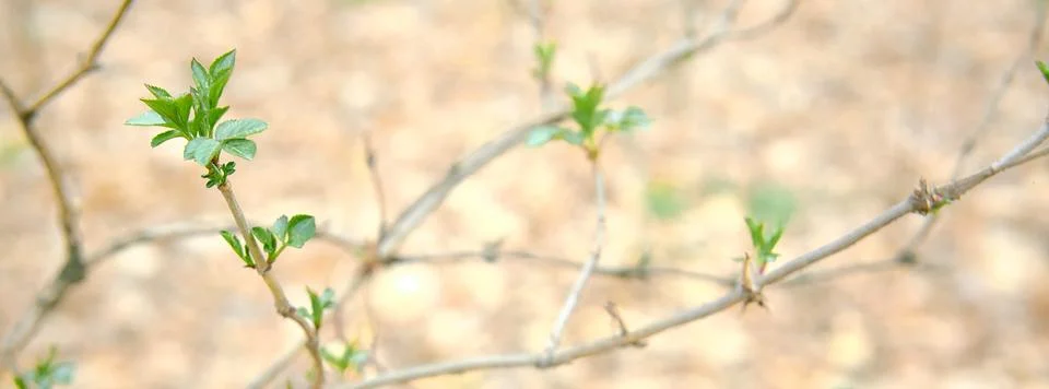 Panoramic spring tree branch background Stock Photos