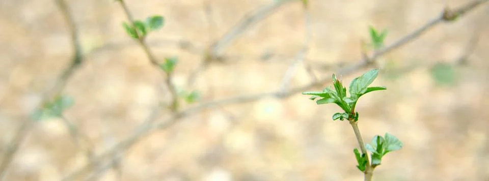 Panoramic spring tree branch background Stock Photos