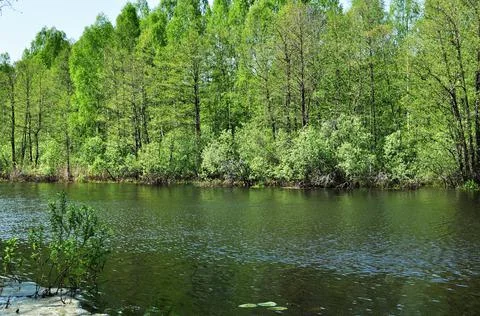 Panoramic spring view of the forest lake. Stock Photos