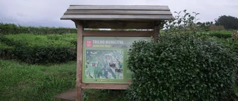 A panoramic, static shot of the lush green tea fields, tea plantation Stock Footage 319855641