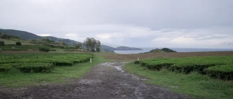 A panoramic, static shot of the lush green tea fields, tea plantation Stock Footage 319855656
