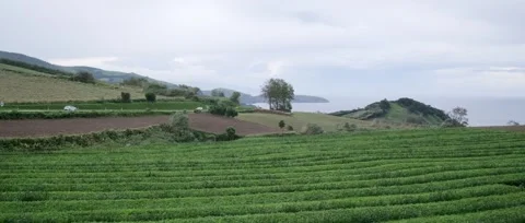 A panoramic, static shot of the lush green tea fields, tea plantation Stock Footage 319855669