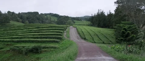 A panoramic, static shot of the lush green tea fields, tea plantation Stock Footage 319855690