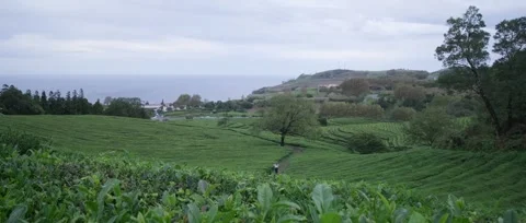 A panoramic, static shot of the lush green tea fields, tea plantation Stock Footage 319855794