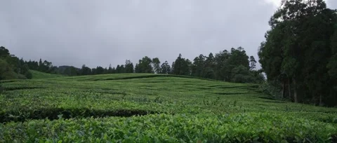A panoramic, static shot of the lush green tea fields, tea plantation Stock Footage 319855852