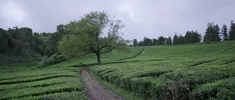 A panoramic, static shot of the lush green tea fields, tea plantation Stock Footage 319855855