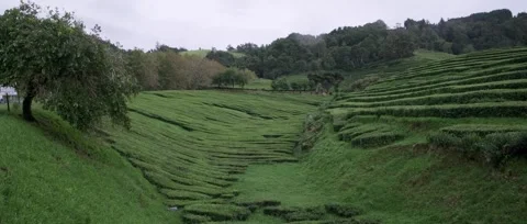 A panoramic, static shot of the lush green tea fields, tea plantation Stock Footage 319856222