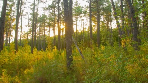 Panoramic Summer forest sunset rotation time lapse 库存影片 80676040