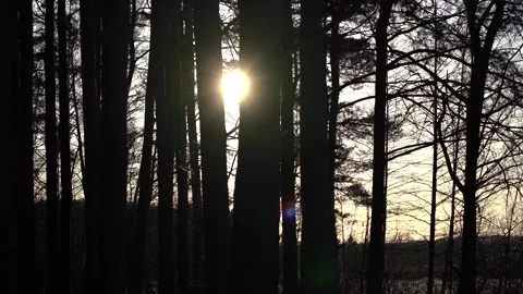 Panoramic sunset view. Dark pine tree silhouettes against a colorful evening sky Stock Footage 330971611
