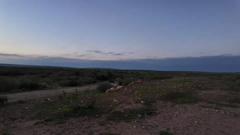 Panoramic Sunset Walk Through Retama Monosperma Stock Footage 328642398