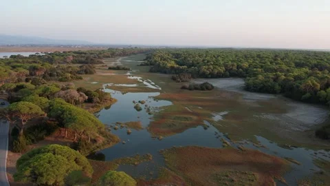 Panoramic sunset wetland with pine forest road and quiet lagoon horizon Stock Footage 344094866