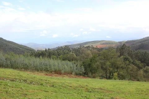 Panoramic time lapse of a green valley with eucalyptus forest and rolling hills 库存影片 347915316