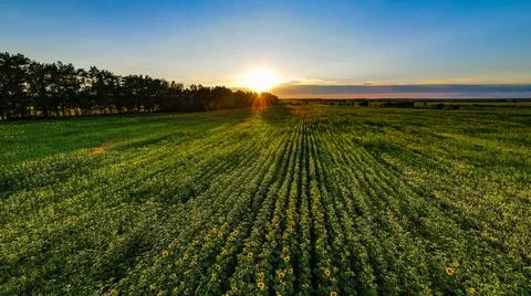 Panoramic top view of beautiful summer field of ripe sunflowers at sunset Foto stock
