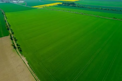 Panoramic top view of green wheat and rapeseed yellow fields. Foto stock