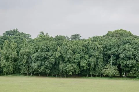 Panoramic Tree Row Bordering a Public Green Lawn. Stock Photos