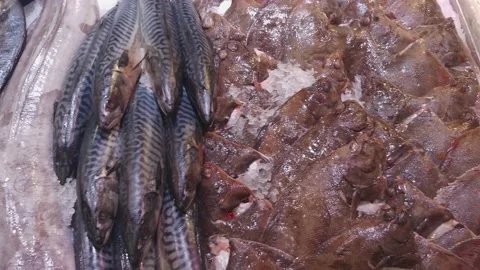 Panoramic video of different variety fresh raw fish lying on the counter 库存影片 135580787