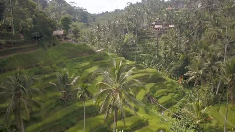 Panoramic video of rice plantations, small rural lodges in the jungle of Stock Footage 102295916