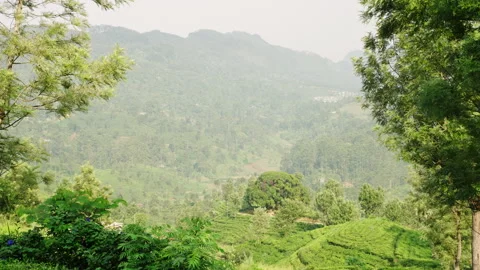Panoramic video sweeps over Sri Lankan tea terraces. Workers pick leaves in Stock Footage 274553063