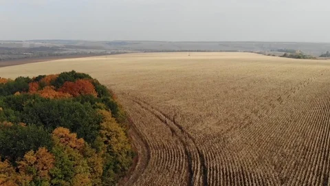 Panoramic view above big wheat field and autumn forest Video stock 103835856