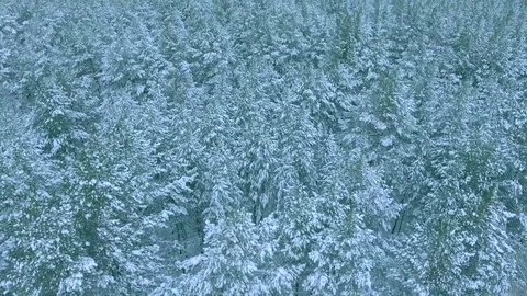Panoramic view from above flight over dense coniferous winter forest aerial shot Stock Footage 73718922