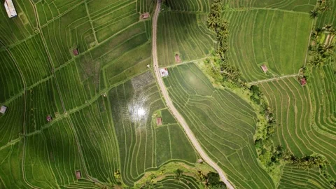 Panoramic view from above, landscape veined by thin borders of rice fields Stock Footage 238901554