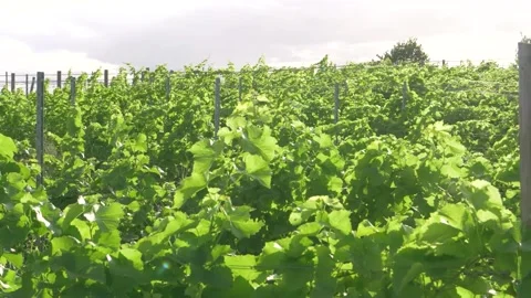 Panoramic view above a vineyard with an idyllic lense flare in slow motion Stock Footage 229410599