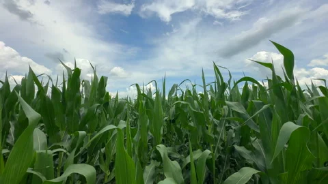 Panoramic view of an agricultural field with growing corn stalks and blue sky Video stock 339228801