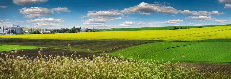 Panoramic view of Agricultural fields, waves and hills of rapeseed, winter .. Stock Photos