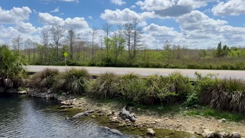 Panoramic view of alligators resting along Highway 41 in Florida Stock Footage 312527789