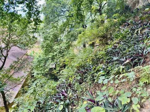 Panoramic view of ancient temple roofs hidden under lush green forest canopie Stock Photos