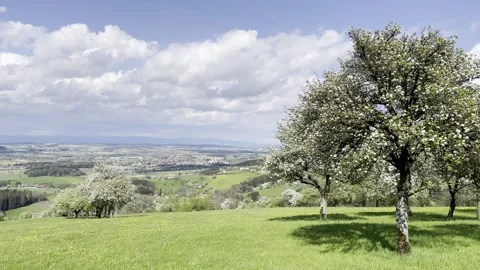 Panoramic view of apple and pear trees Stock Footage 295018969