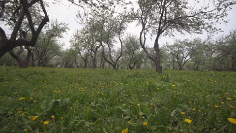 Panoramic view of the Apple orchard during flowering ,dolly shot Stock Footage 107953310