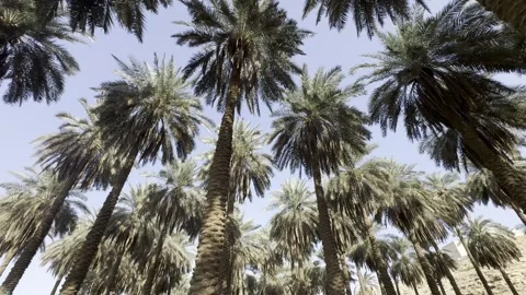 A panoramic view of Arabian palm trees from below, Stock Footage 326923669