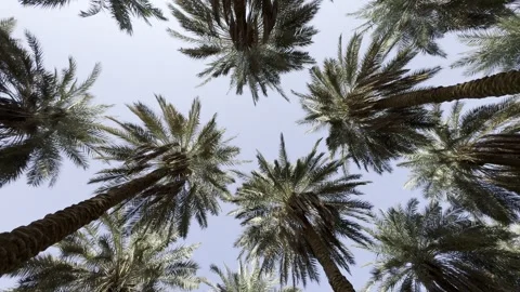 A panoramic view of Arabian palm trees from below, Stock Footage 326923718