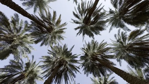 A panoramic view of Arabian palm trees from below, inside a palm Stock Footage 326923751