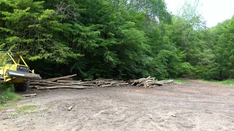 A panoramic view of the area for storing harvested wood Stock Footage 200794731
