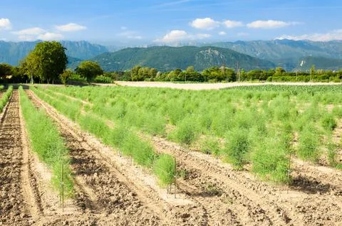 Panoramic view of the asparagus fields. Stock Photos
