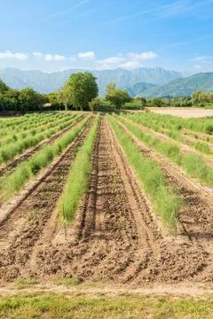Panoramic view of the asparagus fields. Stock Photos