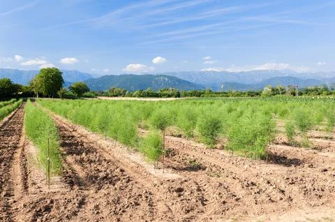Panoramic view of the asparagus fields. Stock Photos