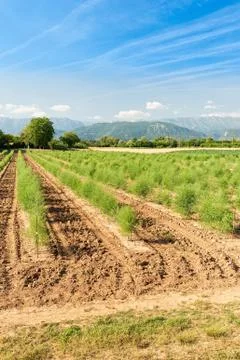 Panoramic view of the asparagus fields. Stock Photos