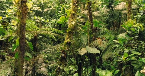 Panoramic view of the Atlantic Rainforest Brazil Stock-Footage 98408778