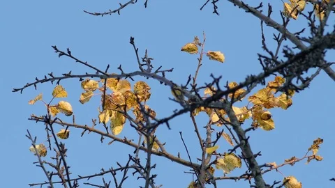 Panoramic view of autumn apple tree branch against blue sky, 4k footage Video stock 81429597