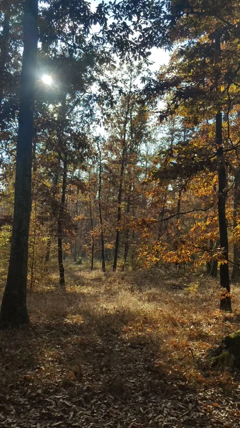 Panoramic View of an Autumn Forest Stock-Footage 296868051