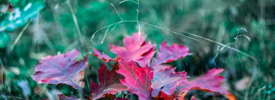 Panoramic view of autumnal red leaves macro Stock Photos
