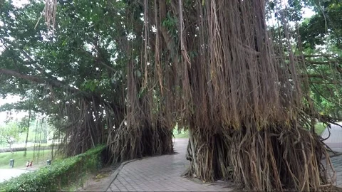 Panoramic view, Banyan tree, Symphony lake, KLCC park, Kuala Lumpur, Malaysia Stock Footage 165209766