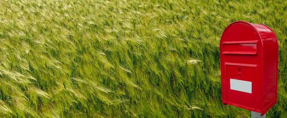 Panoramic view of beautiful farm landscape of green and yellow wheat field .. Stock Photos