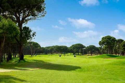 Panoramic view of beautiful golf course with pines on sunny day. Golf field with Stock Photos